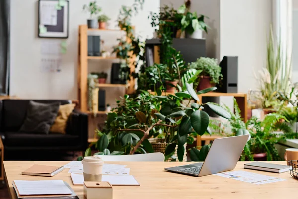 办公室白领的工作场所 在沙发和架子上的花盆里装饰着绿色的家庭植物 — 图库照片