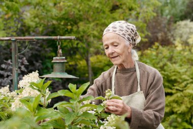 Gri saçlı, beyaz çiçekli, çiçek açan çalılarla ilgilenen emekli bir kadın yazlığının yanındaki bahçede dikiliyor.