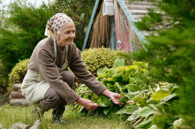 Bahçede çalışırken ve yeşil bitkilerle ilgilenirken, rahat giyimli ve önlüklü yaşlı bir kadın bahçedeki çömelme yerlerinde oturuyor.