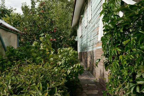 Parte Cabana Madeira Dacha Coberto Com Folhas Uva Verde Rodeado — Fotografia de Stock