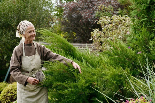 Retired Woman Taking Care Thuja Bushes Other Green Garden Plants — Stock Photo, Image