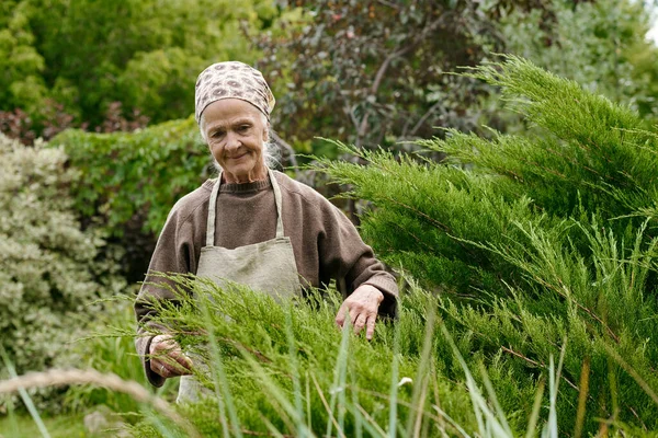 Old smiling woman in apron, pullover and scarf on head taking care of thuja bush while working in the garden by summer house