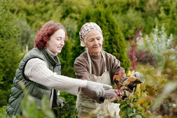 Young Girl Pointing Rose Bush While Helping Grandmother Garden Discussing — Stock Photo, Image