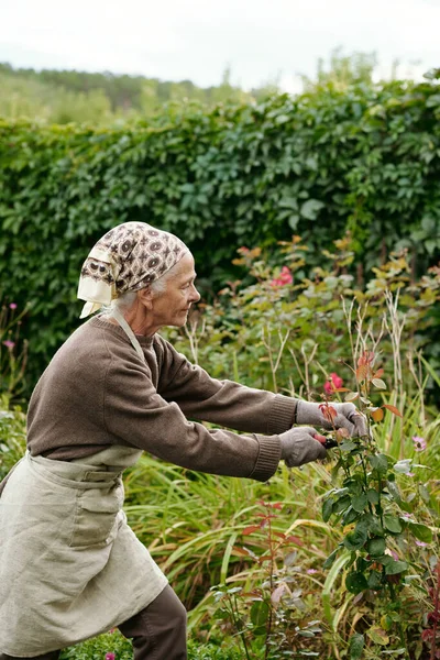 Starszy Ogrodnik Płci Żeńskiej Pomocą Narzędzia Ręcznego Cięcia Suchych Części — Zdjęcie stockowe