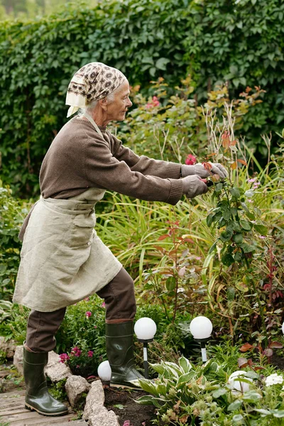 Vista Lateral Mujer Jubilada Ropa Trabajo Cuidando Rosales Jardín Casa —  Fotos de Stock