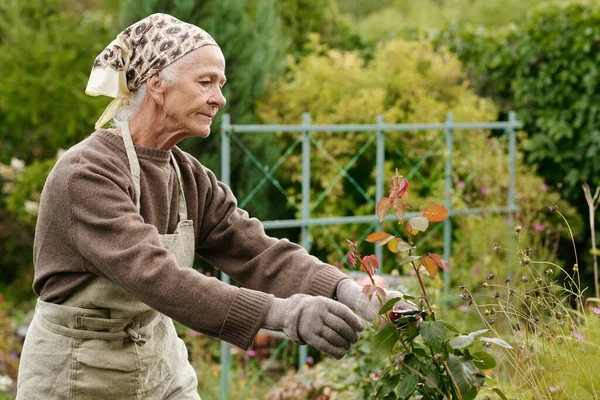 站在花坛前的老年妇女的画像 修剪者在花园里修剪干枯的玫瑰花丛 — 图库照片