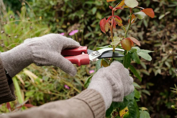 Mãos Enluvadas Jardineiro Com Tesoura Poda Topo Arbusto Rosa Crescendo — Fotografia de Stock