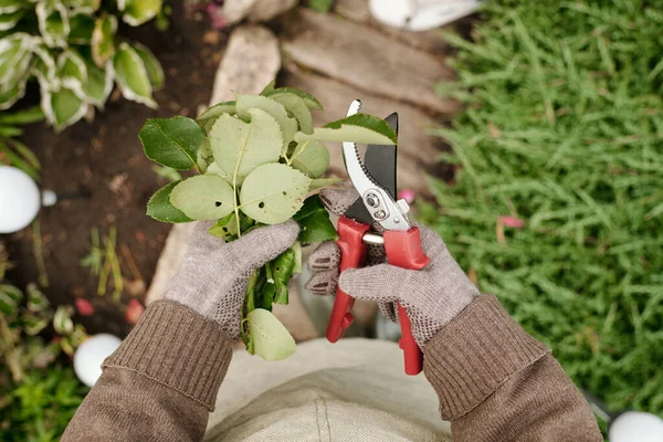 View Gloved Hands Gardener Carrying Pruners Bunch Pruned Green Rose — Stock Photo, Image