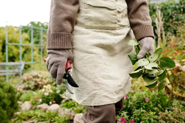 Mid Section Female Gardener Apron Gloves Holding Bunch Rose Bush — Stock Photo, Image