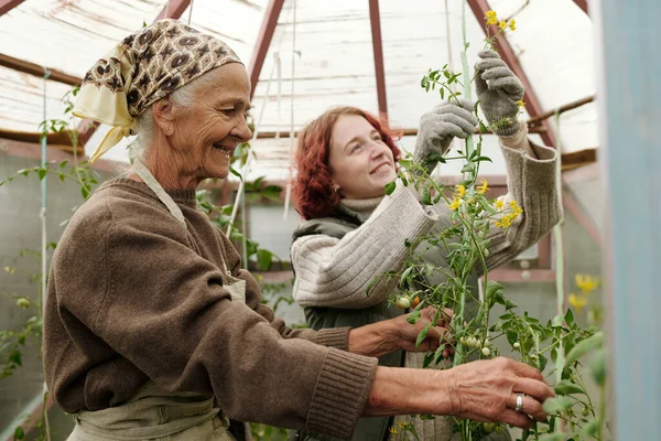 Happy Grandmother Granddaughter Taking Care Tomato Plants While Girl Gloves — Stock Photo, Image