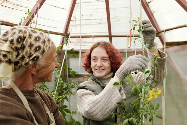 夏の家で家の中でトマトの植物の世話をして祖母を助ける仕事着と保護手袋の幸せな女の子 — ストック写真