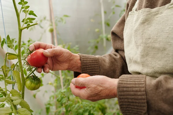 Hands Retired Woman Linen Apron Picking Red Ripe Tomato Greenhouse — Stock Photo, Image