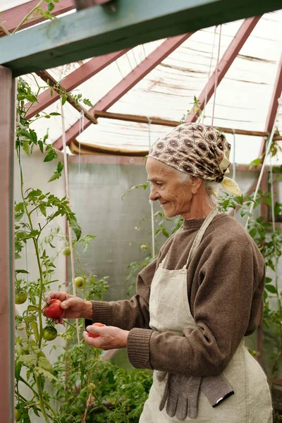 Sidovy Över Äldre Kvinna Förkläde Plocka Mogna Tomater För Sallad — Stockfoto