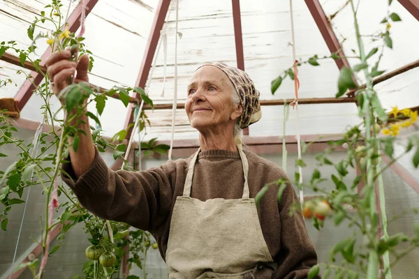 Mulher Sênior Sorridente Pano Cabeça Avental Cuidando Plantas Tomate Enquanto — Fotografia de Stock