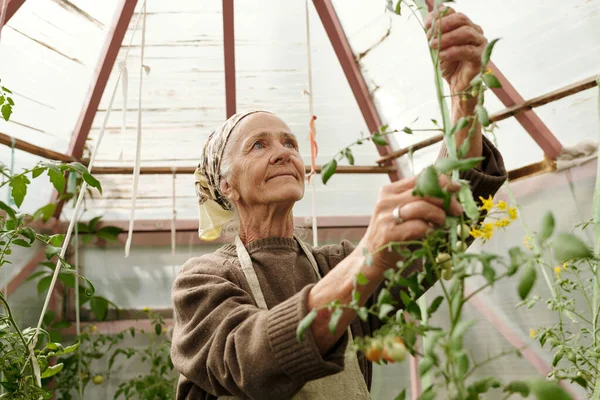 Aged Woman Workwear Looking Green Tomato Plant While Standing Front — Stock Photo, Image