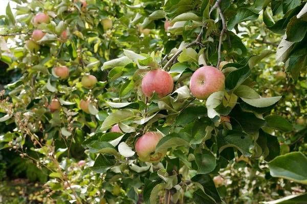 Close Several Branches Apple Trees Green Foliage Ripening Fruits Hanging — Stock Photo, Image