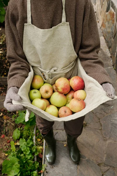 View Senior Woman Workwear Holding Pile Fresh Ripe Tasty Apples — Stock Photo, Image