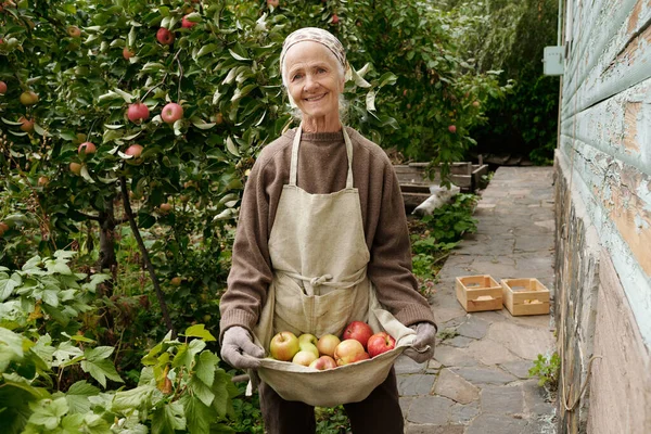 Senior Smiling Woman Pile Fresh Ripe Apples Apron Looking Camera — Stock Photo, Image