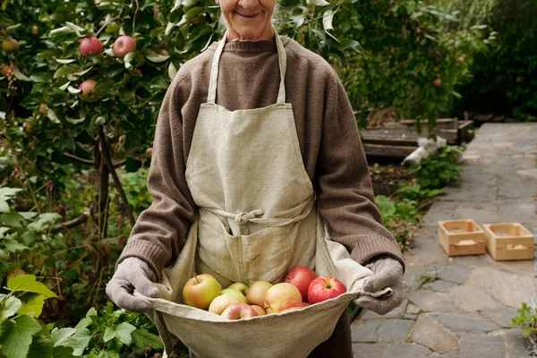 Parte Mujer Anciana Jersey Guantes Sosteniendo Montón Manzanas Maduras Delantal —  Fotos de Stock