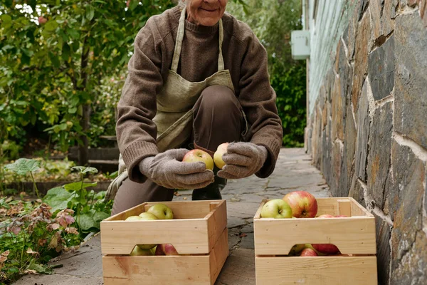 Jardineiro Feminino Envelhecido Agricultor Sentado Agachamentos Frente Duas Caixas Madeira — Fotografia de Stock