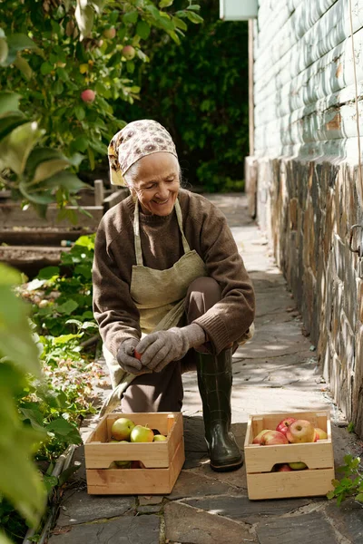 Happy Senior Female Farmer Taking Ripe Apples Wooden Boxes Her — Stock Photo, Image