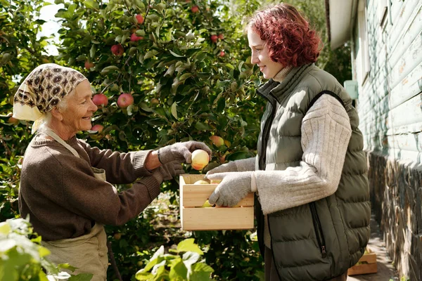 かわいいです女の子保持木の箱ながら助け幸せな祖母ピックアップ熟したリンゴで庭で晩夏の週末 — ストック写真