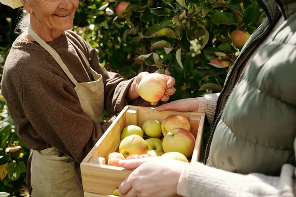 Zbliżenie Starszej Kobiety Wkładającej Świeże Dojrzałe Jabłko Drewnianego Pudełka Które — Zdjęcie stockowe