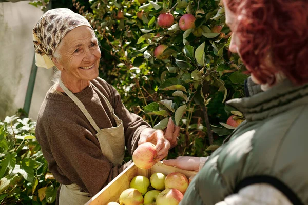 Glücklich Gealterte Gärtnerin Pflückt Reife Äpfel Vom Baum Garten Neben — Stockfoto