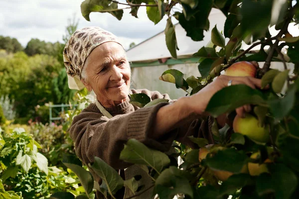 Aged Woman Pullover Head Scarf Picking Ripe Apples Garden While — Stock Photo, Image