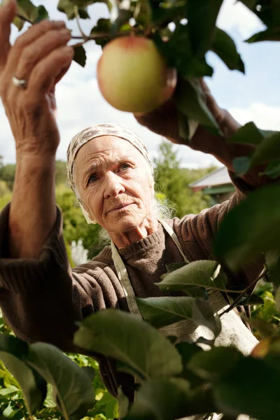 Enfoque Selectivo Las Agricultoras Mayores Que Recogen Manzanas Maduras Jardín —  Fotos de Stock