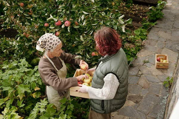 Angle Elderly Woman Putting Picked Ripe Apples Wooden Box Held — Stock Photo, Image