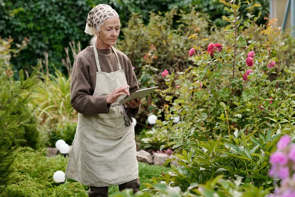 Serious Senior Woman Pullover Apron Standing Green Vegetation Garden Searching — Stock Photo, Image