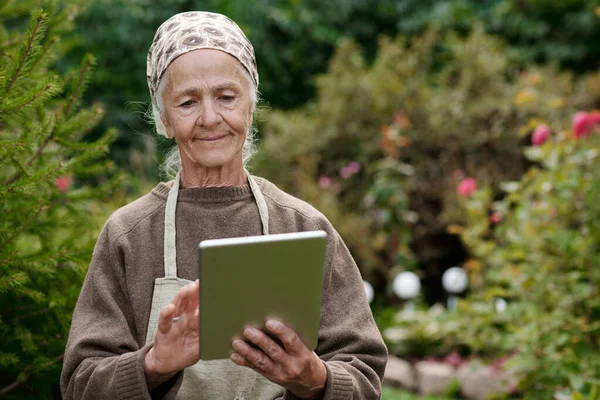 庭の植物に関するオンライン情報を検索しながら 頭の上にスカーフでタブレットでスクロールしている現代の高齢女性 — ストック写真