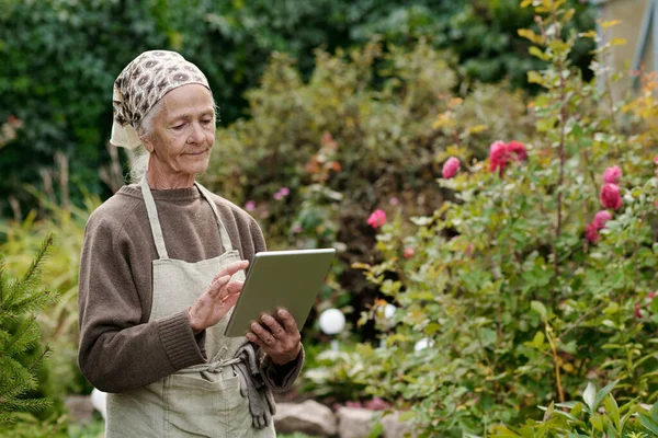 Tabletli Yaşlı Bir Kadın Bahçede Dikilirken Internetten Yeni Çiçek Çeşitleri — Stok fotoğraf