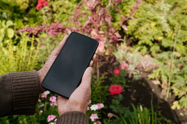 Close Hands Aged Female Farmer Holding Smartphone Blank Screen Flowerbed — Stock Photo, Image