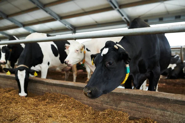 大規模な近代的な畜産場の牛小屋に立っている黒と白の牛乳牛の行とフィーダーから特別な飼料を食べる — ストック写真