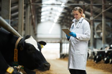 Young veterinarian of modern cowfarm with tablet scrolling through online information about proper care of livestock while standing by cowshed clipart
