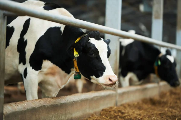 Vaca Leiteira Raça Pura Cowshed Por Alimentador Contra Outros Bovinos — Fotografia de Stock