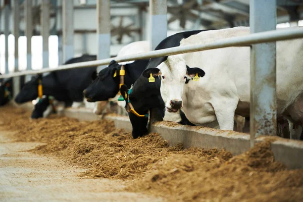 Grupo Vacas Lecheras Raza Pura Que Encuentran Establos Tienen Alimentos — Foto de Stock