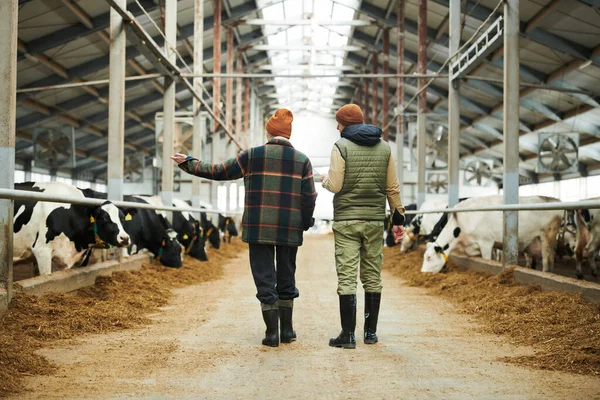 Visão Traseira Dois Jovens Trabalhadores Cowfarm Moderno Caminhando Longo Galpões — Fotografia de Stock