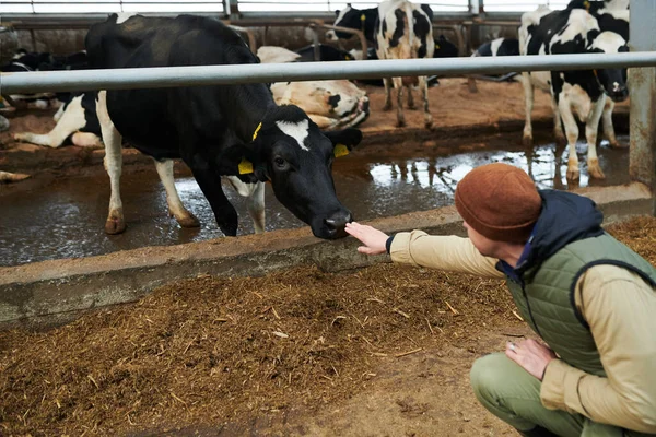 Jovem Trabalhador Cowfarm Moderno Sentado Agachamentos Frente Cowshed Esticar Braço — Fotografia de Stock