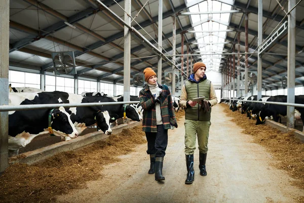 Két Fiatal Munkás Nagy Modern Tehénfarmról Akik Tehénistállók Között Sétálnak — Stock Fotó