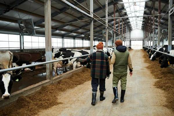 牛の酪農家が牛の酪農品種と2つの牛小屋に沿って移動し それらを搾乳することの新しい可能性を議論の仕事のバックビュー — ストック写真