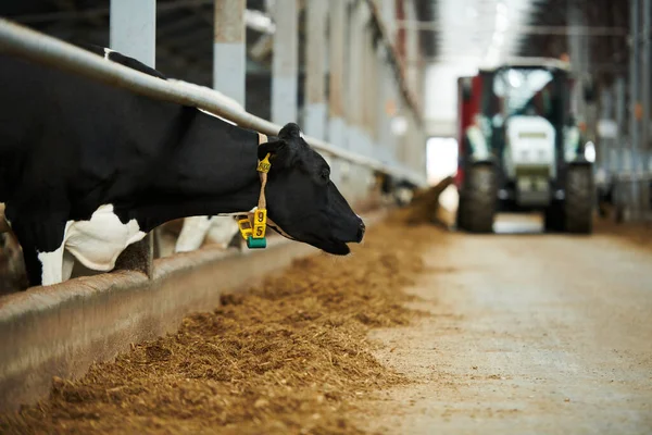 Zijaanzicht Van Zwarte Raszuivere Koe Loeien Tijdens Het Staan Cowshed — Stockfoto