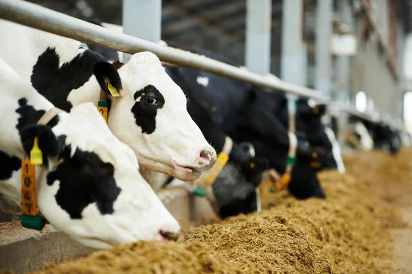 Foco Seletivo Vacas Leiteiras Brancas Raça Pura Que Estão Estábulo — Fotografia de Stock