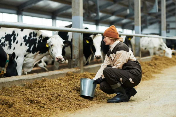 Молодая Женщина Рабочей Одежде Приседает Перед Коровником Чистокровными Молочными Коровами — стоковое фото