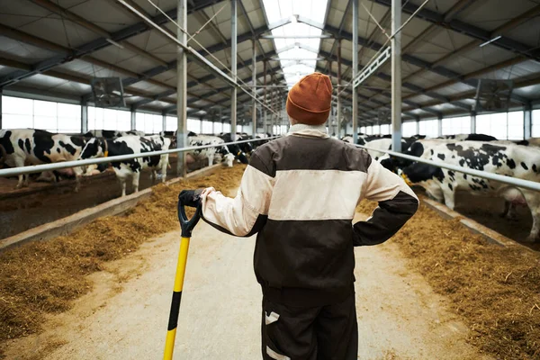 Vista Posterior Joven Trabajadora Granja Vacas Con Herramienta Trabajo Pie — Foto de Stock