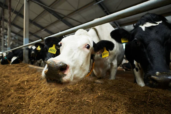 White Black Purebred Dairy Cows Standing Cowshed Eating Fresh Forage — Stock Photo, Image