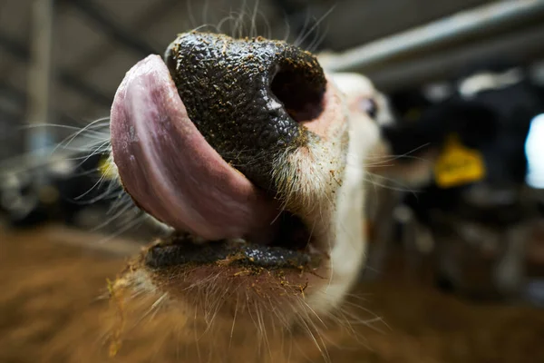 Selective Focus Front Part Muzzle Purebread Dairy Cow Licking Nose — Stock Photo, Image