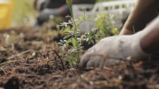 晴れた日に屋外の土壌に苗を植えるだけのフレームで手で切り取られた庭師のクローズアップ — ストック動画